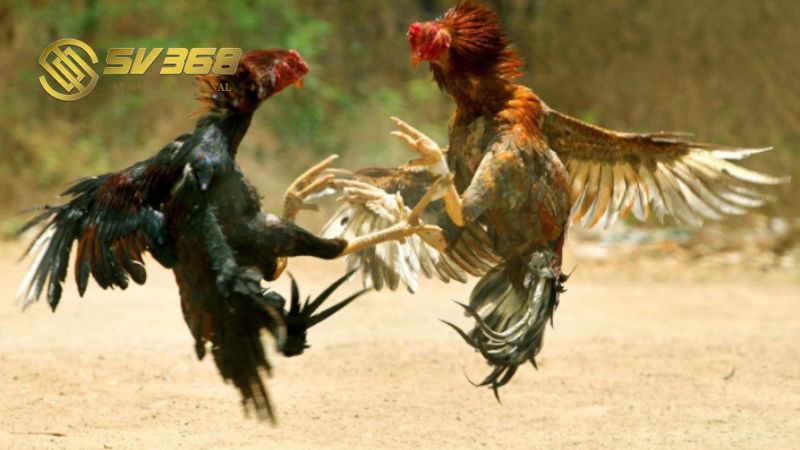 Xem đá gà live trực tiếp gay cấn và kịch tính