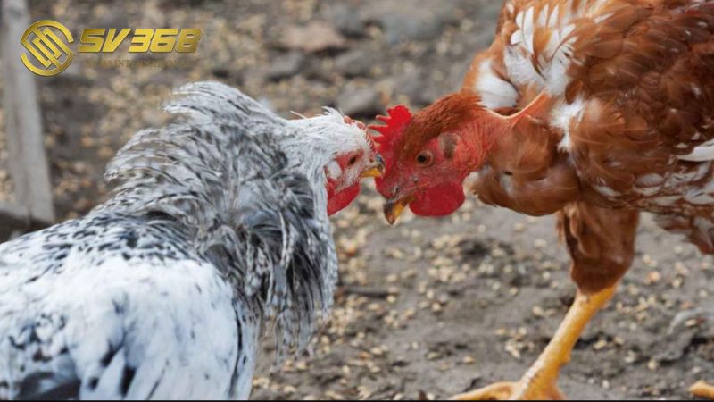 Đá gà CPC3 cung cấp trận đấu gay cấn mỗi ngày